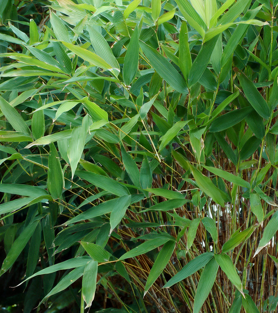 Pourquoi choisir le bambou Metake pour un jardin zen ou japonais ?