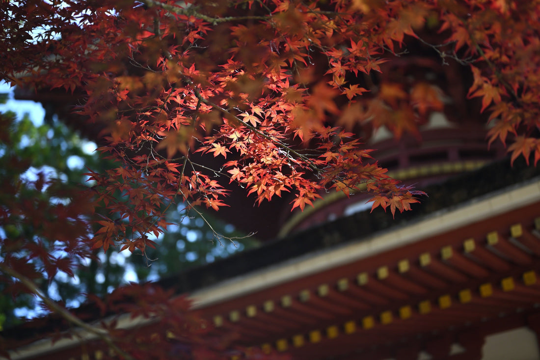 Comment sont produits les érables du Japon ?