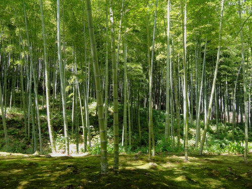 Quelles plantes associer à mes bambous ?