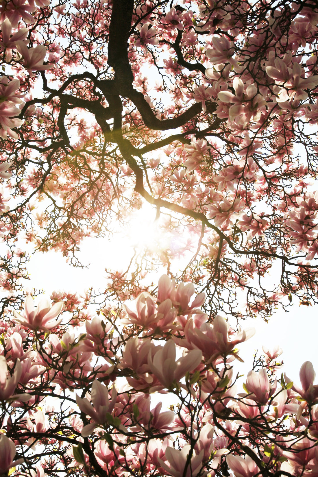 Comment sont produits les magnolias ?
