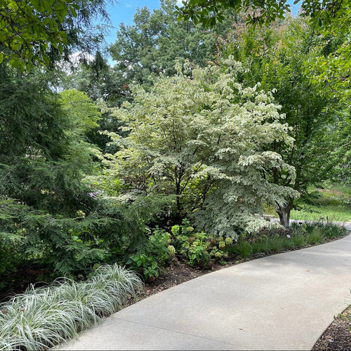 Cornus florida vs Cornus kousa : lequel choisir ?