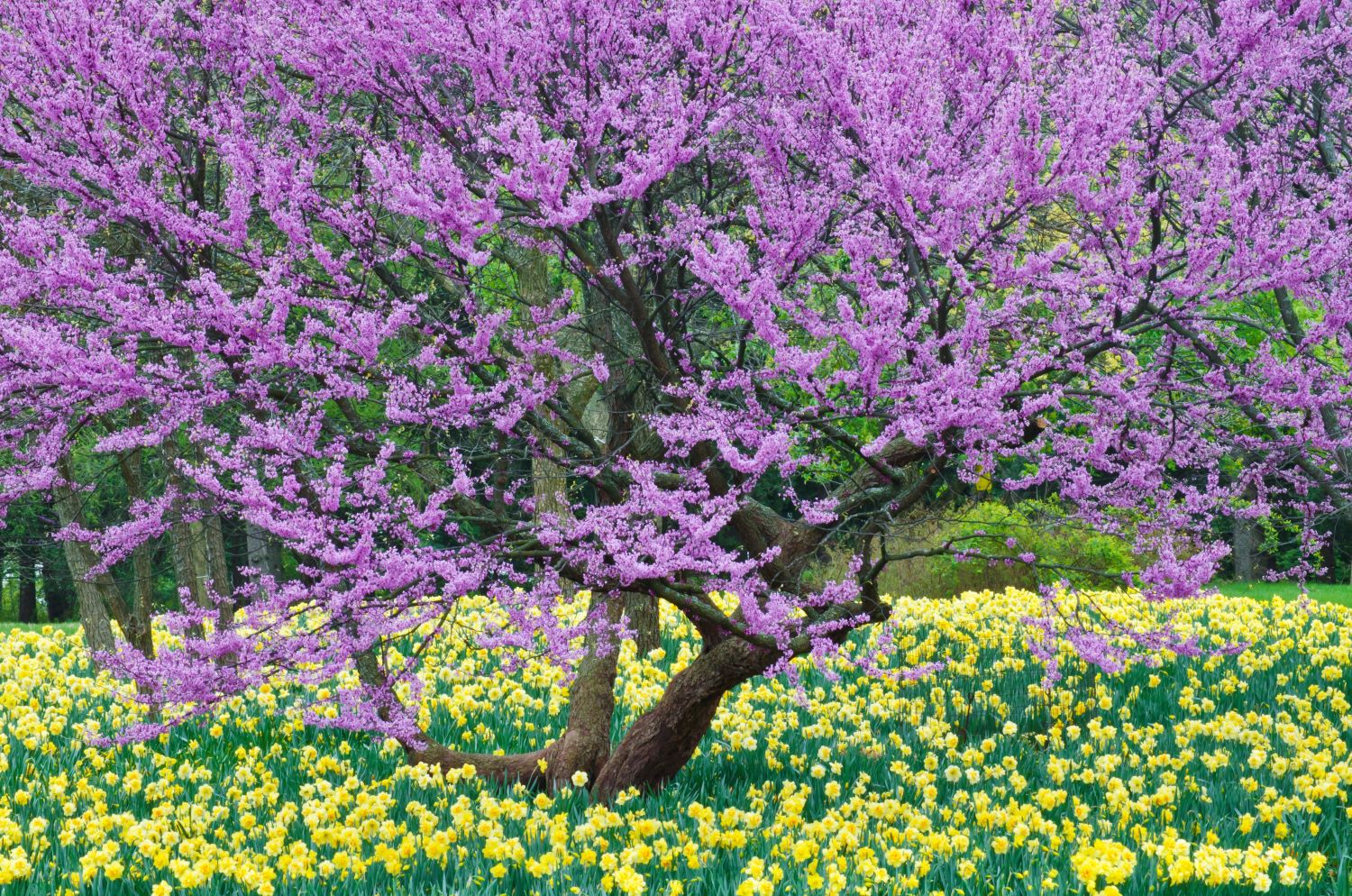 Arbre de Judée "Cercis"