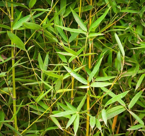 Bambous Moyens 3-9m