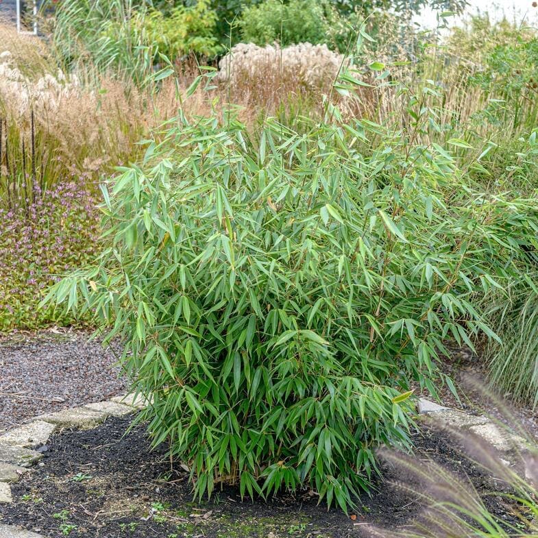 Bambous non traçants 1,5-3m