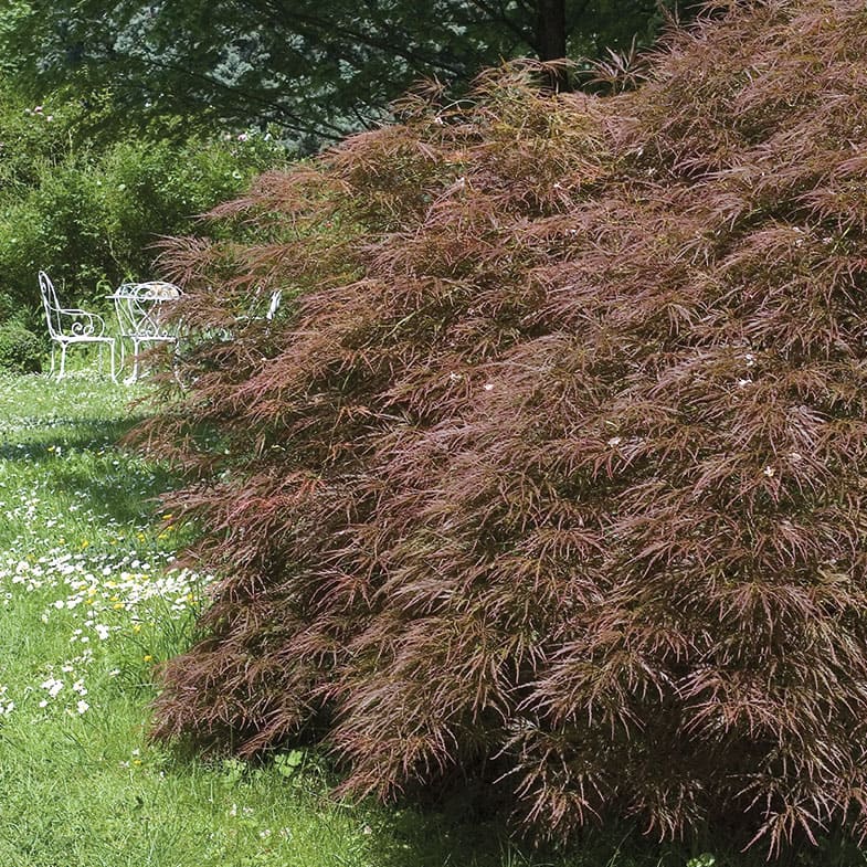Acer dissectum Garnet