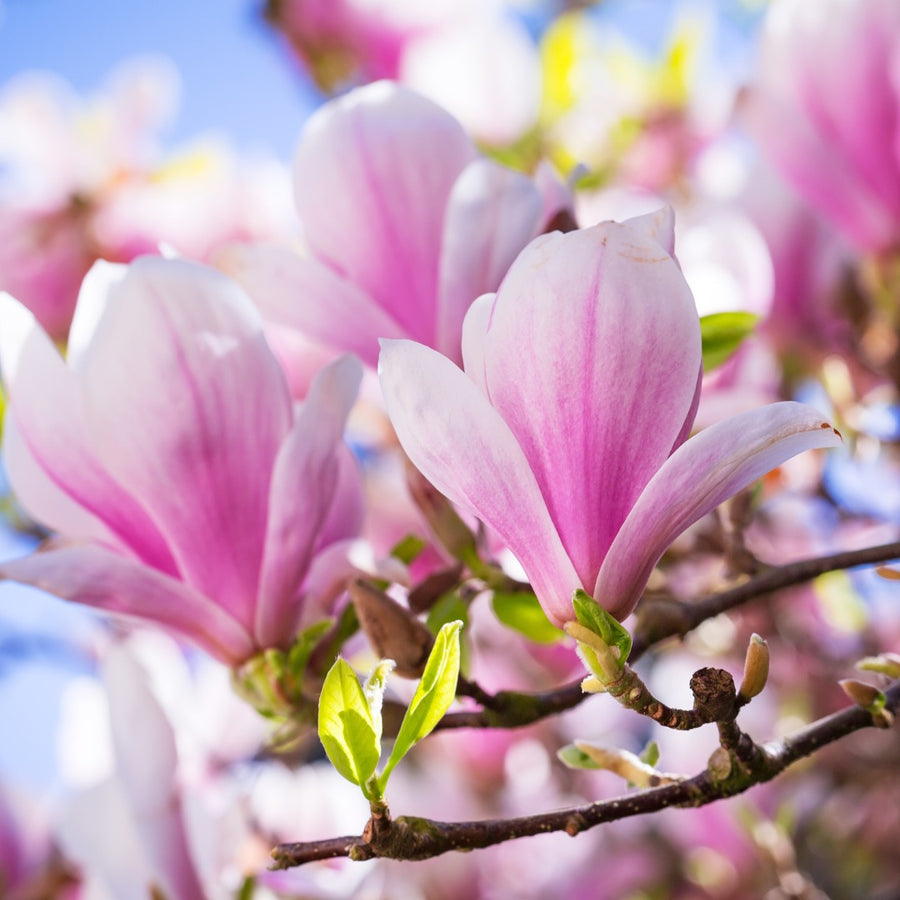 Magnolia à fleurs