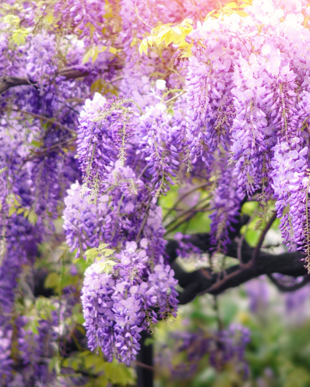 Glycine "Wisteria"