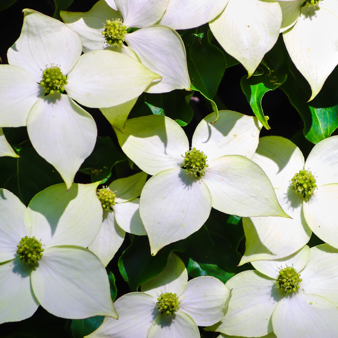 Cornus
