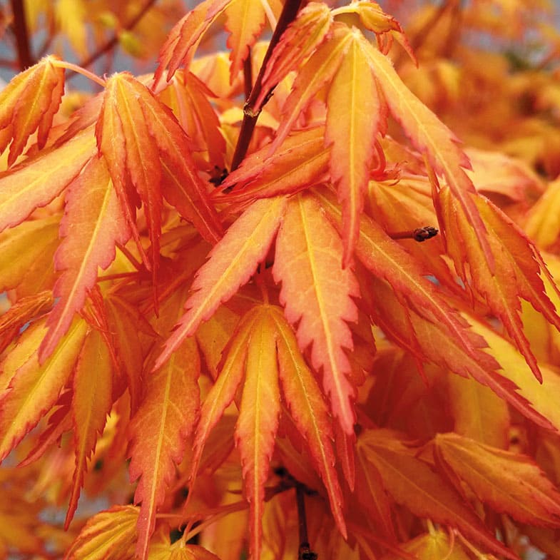 Acer palmatum