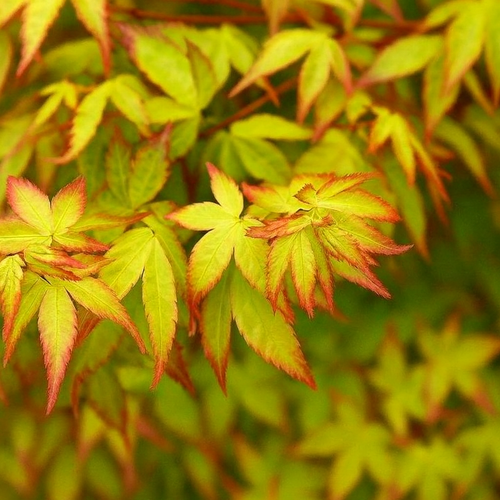 Acer Palmatum 'Little Princess'