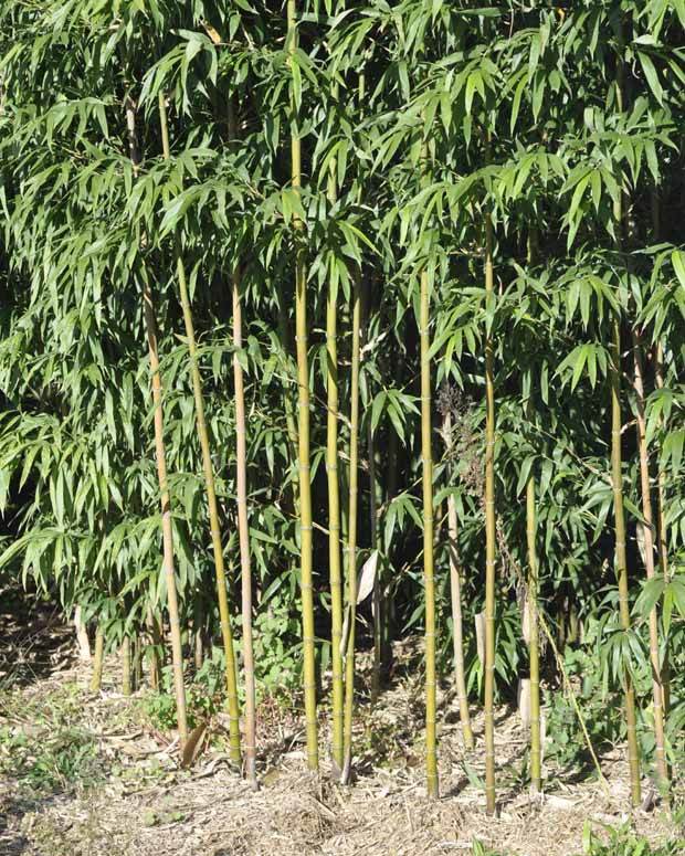Bambou Fastuosa