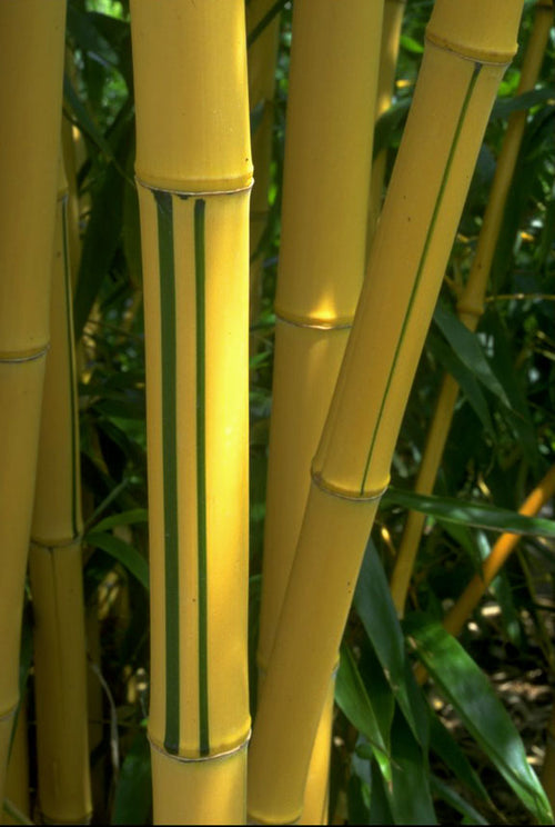 Bambou Vivax Aureocaulis
