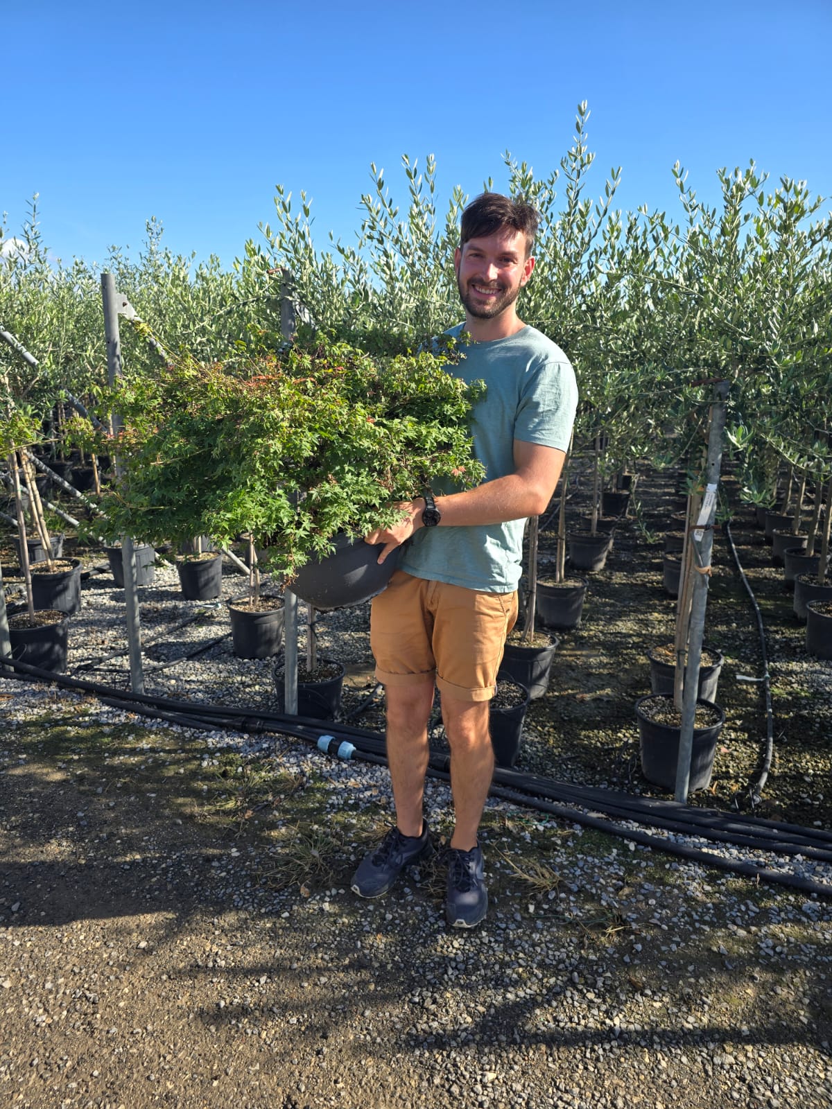 Acer Palmatum 'Little Princess'