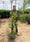 Image to render