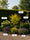 Image to render