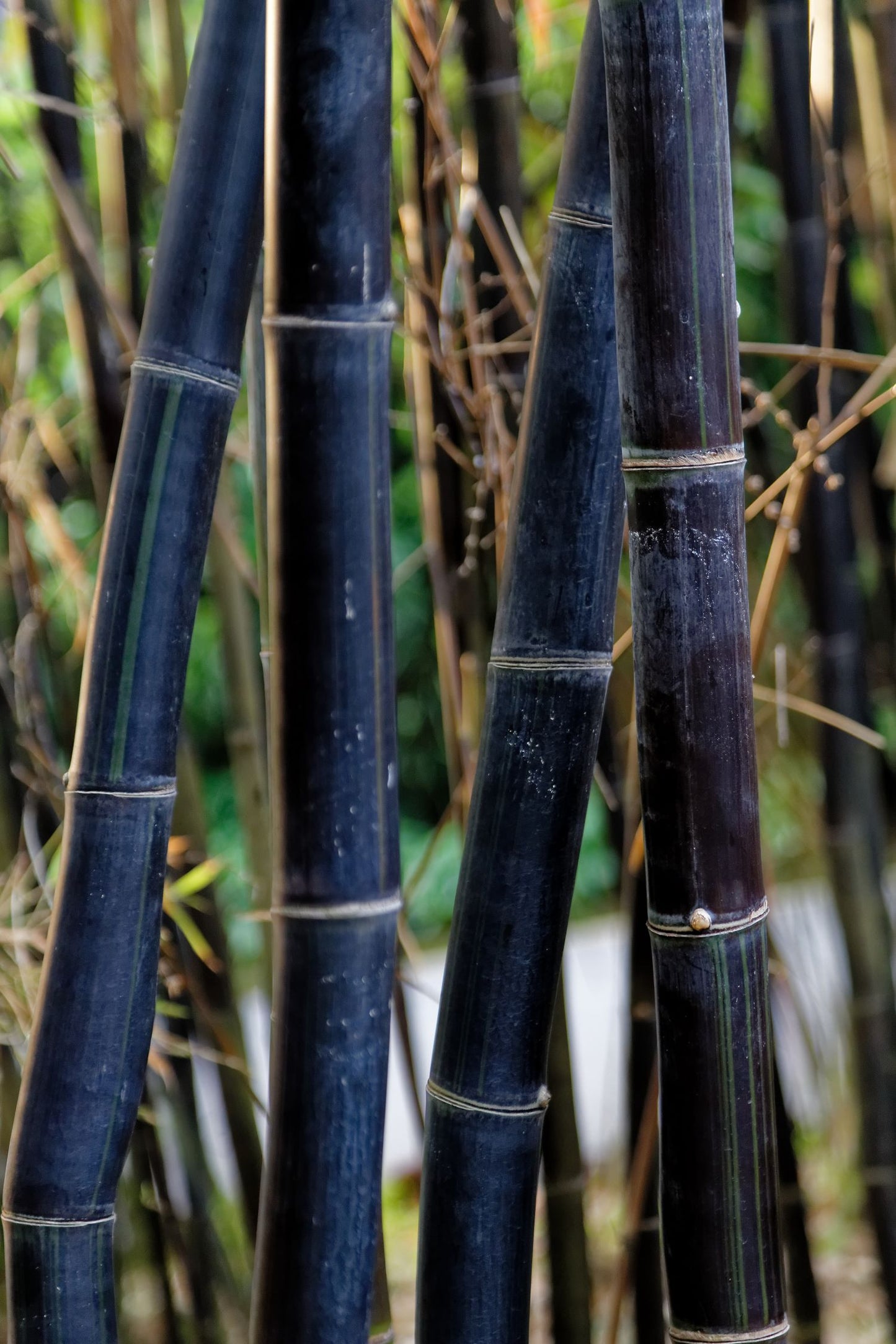 Bambou (Phyllostachys) Nigra