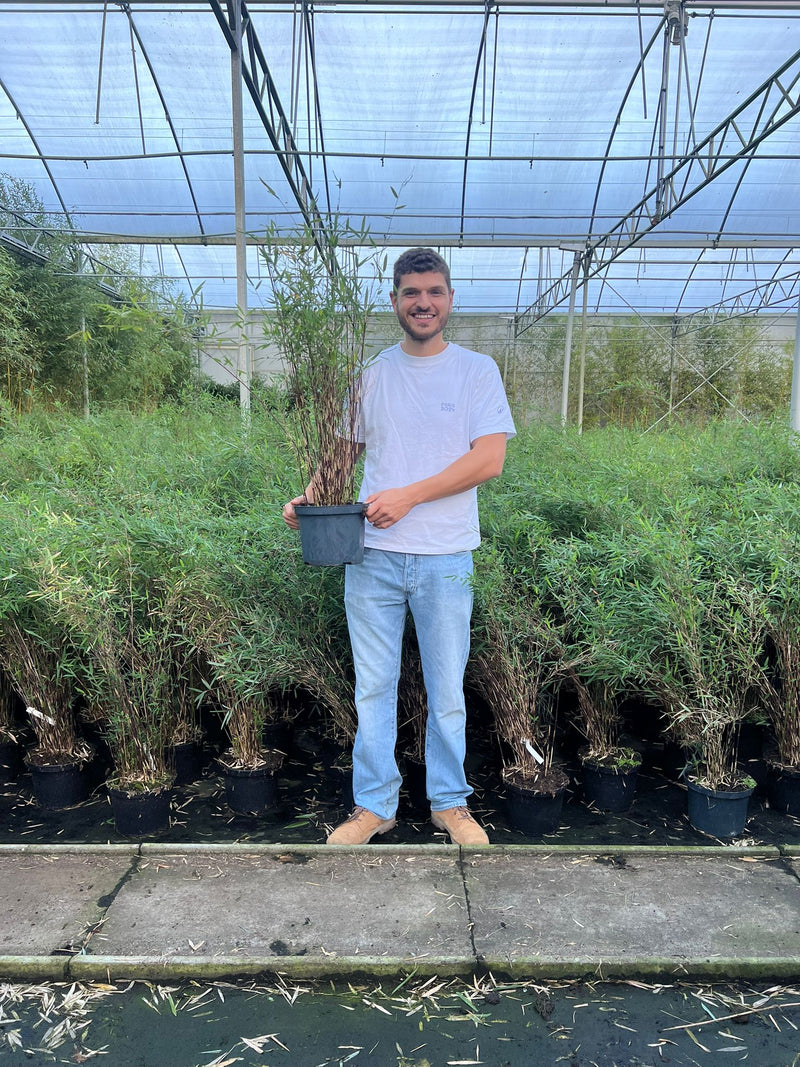 Bambou Fargesia Deep Purple