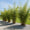 Image to render