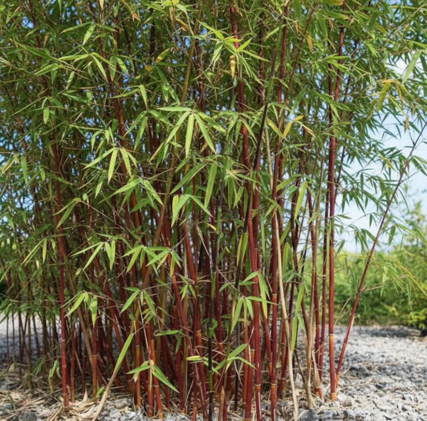 Bambou Fargesia Scabrida