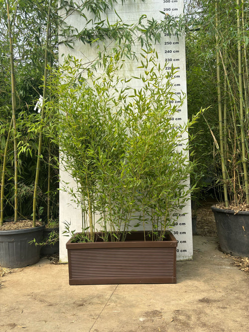 Jardinière Capri - 140L