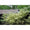 Image to render
