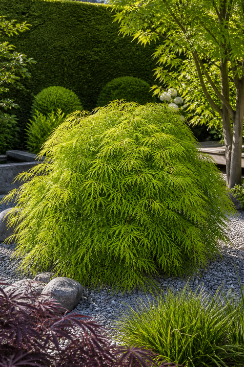 Acer Palmatum 'Dissectum Viridis'