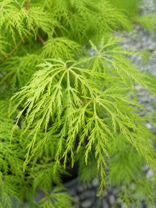 Acer Palmatum 'Dissectum Viridis'