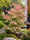 Image to render