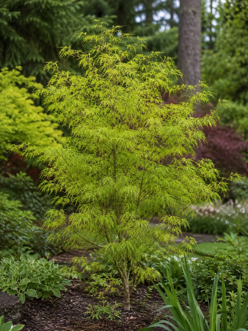 Acer palmatum 'Scolopendrifolium'