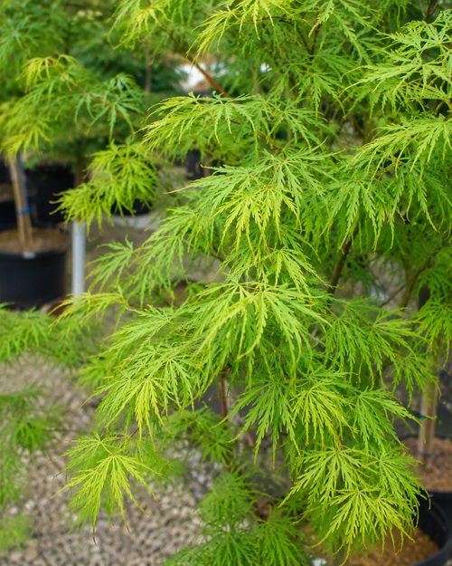 Acer palmatum 'Scolopendrifolium'