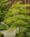 Image to render