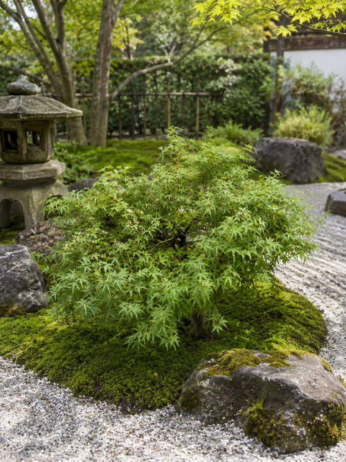 Acer Palmatum 'Kiyohime'