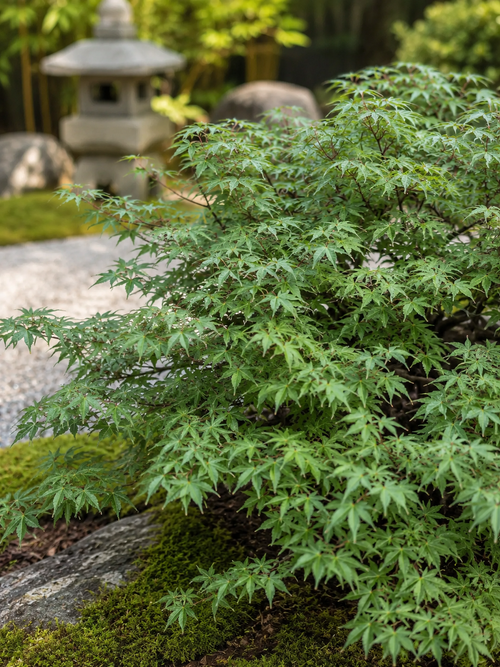 Acer Palmatum 'Kiyohime'