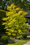 Acer Palmatum 'Summer Gold'