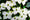 Image to render