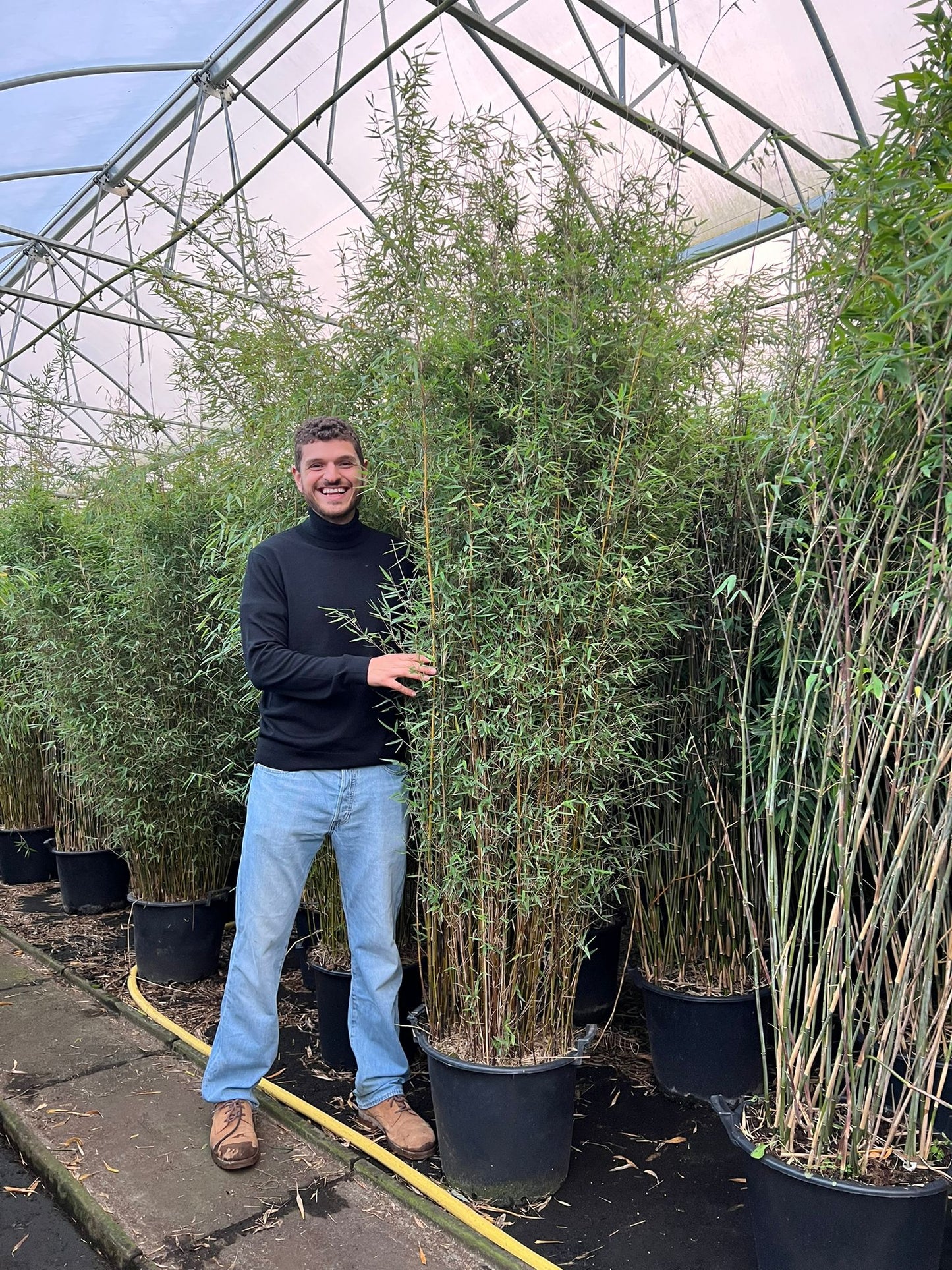 Bambou Fargesia Deep Purple