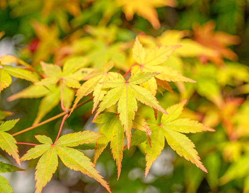 Acer Palmatum Bi-hoo