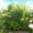 Image to render