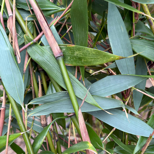 Fargesia Robusta Wolong