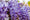 Image to render