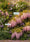 Image to render