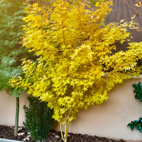 Acer Palmatum Bi-hoo