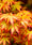 Image to render