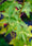 Image to render