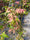 Image to render