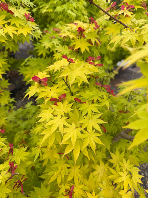 Acer Palmatum 'Summer Gold'