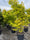 Image to render