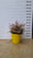 Image to render