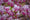 Image to render