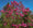 Image to render